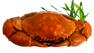 Frozen Large Cooked MUD Crabs 700-800GM