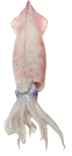 Sea Frozen Calamari  Whole Squid KG