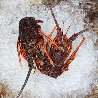 Frozen Lobster head 