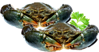 Frozen Extra Large Mud Crabs