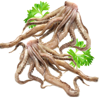 Squid Tentacles KG