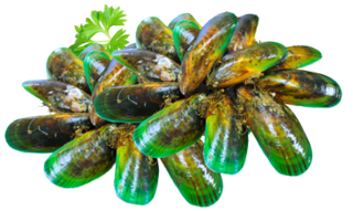 Mussels - NZ Greenlip Mussels