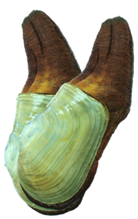 Live Geoduck  1Kg Assorted Size