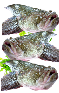 Monkfish Fillets 1kg