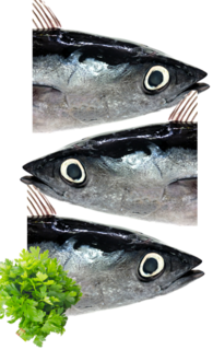 Whole Albacore tuna 5kg