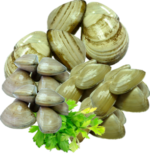 Clams, Cockles & Knobbed Welks
