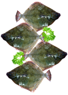 Diamond Flounder (Mixed Size)