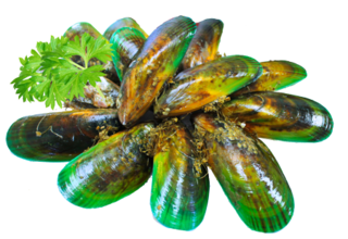 Mussels (NZ Greenlip)