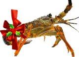 10 x Live Crayfish Gift Pack