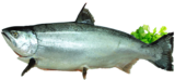 Fresh Whole Salmon 4-5KG EA (Huon)