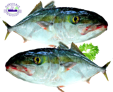 Whole Kingfish 3KGS