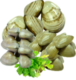 Clams, Cockles & Knobbed Welks