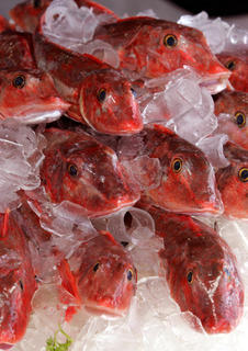 Gurnard
