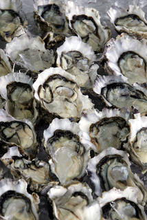 Pacific Oysters 1/2 Shell