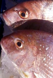 Whole Plate Snapper 550-600gm