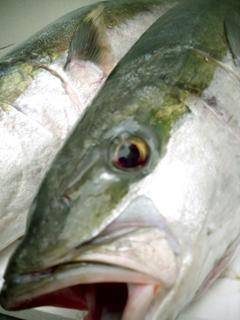 Whole Kingfish