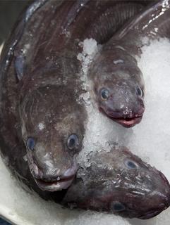 Conger Eel (Blocks)
