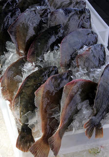 Flounders 10KG Large