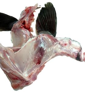 Groper Bones