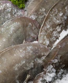 Lemon Sole