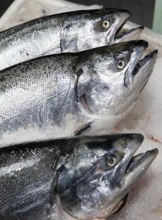 Salmon Heads and Frames