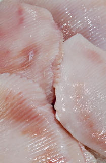 Skate Wings