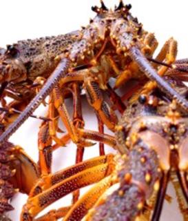 Live Crayfish 550-600gm ea
