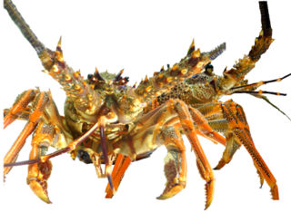 2 x Live Crayfish (450-500g each)