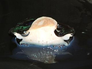 Live Paua (Shell On) 85-95mm 500PACK