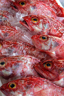 Sea Perch (Scarpie)