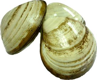 Storm Clams