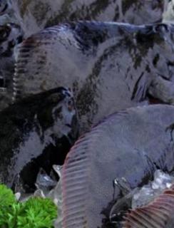 Sand Flounder (large)