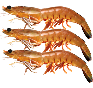 Australian King Prawn