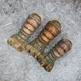 Lobster Tails KG