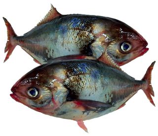 Blue Warehou Fillets