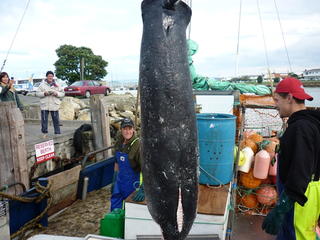 Unloading a Large Swordfish