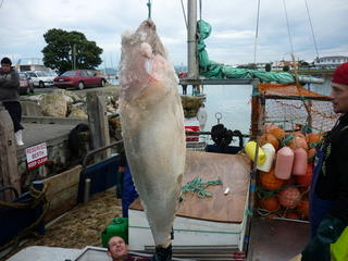 Unloading Bigeye