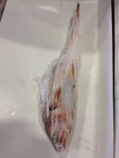 Red Cod Whole Gutted