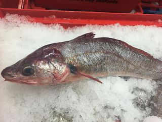 Red Cod Whole Round