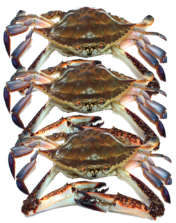 Frozen Blue Swimmer Crabs (2-300g each) 10KG CTN