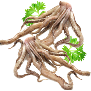 Squid Tentacles KG Box