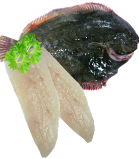 Turbot