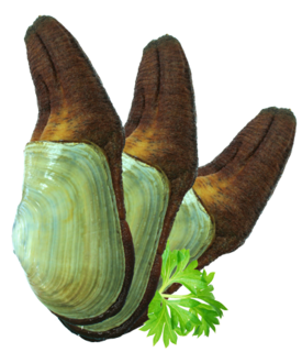 Geoduck