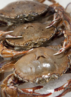 NZ Paddle Crabs Fresh