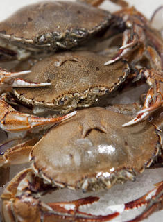 NZ Paddle Crabs Fresh