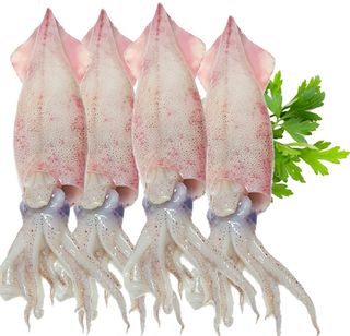 Sea Frozen Calamari  Whole Squid 2KG