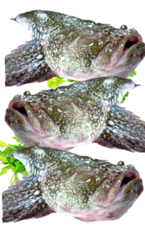 H&G Monkfish