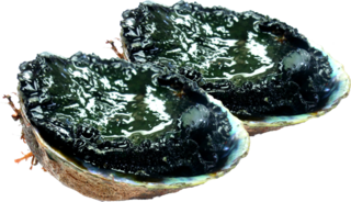 Frozen Wildcaught NZ Paua in the shell 500gm