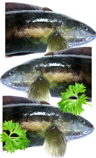 Butterfish