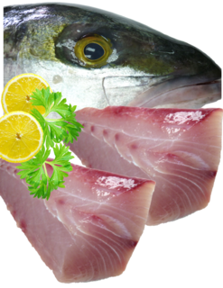 Kingfish Fillets (skinned and boned)